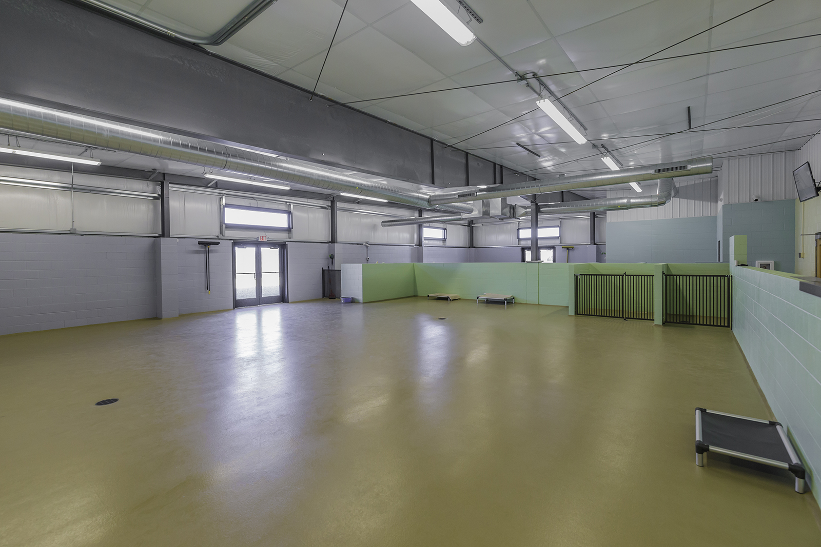 Dog Play Area at Tailwaggers Doggy Daycare